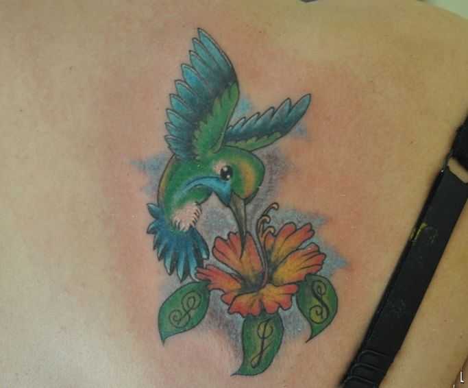tatu_kolibri-8