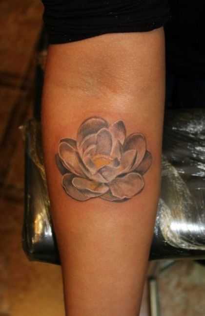 tatu_lotos-195