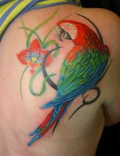 tatu_popugai-13