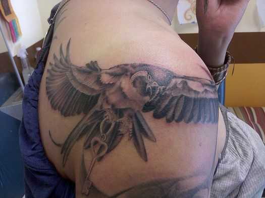 tatu_popugai-2