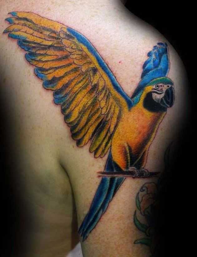 tatu_popugai-4