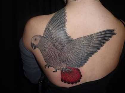 tatu_popugai-52