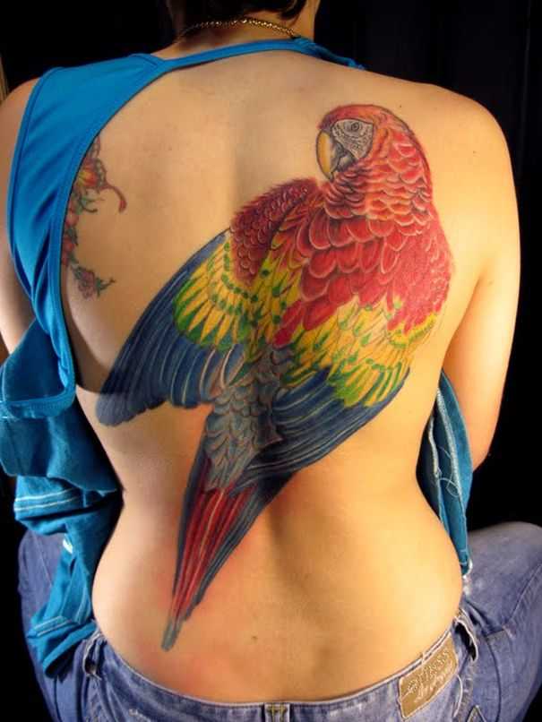 tatu_popugai-70