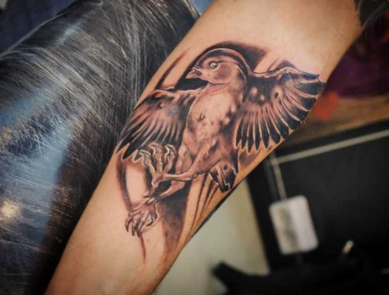 tatu_ptica-57