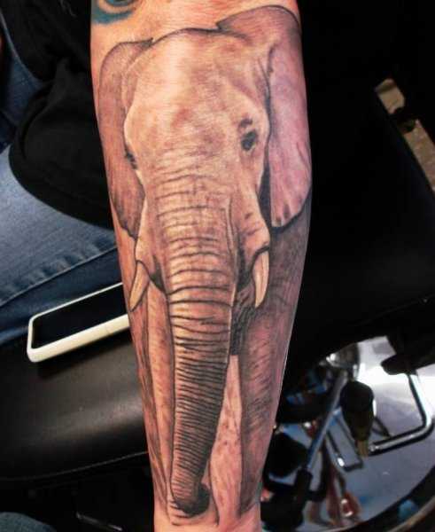 tatu_slon-55