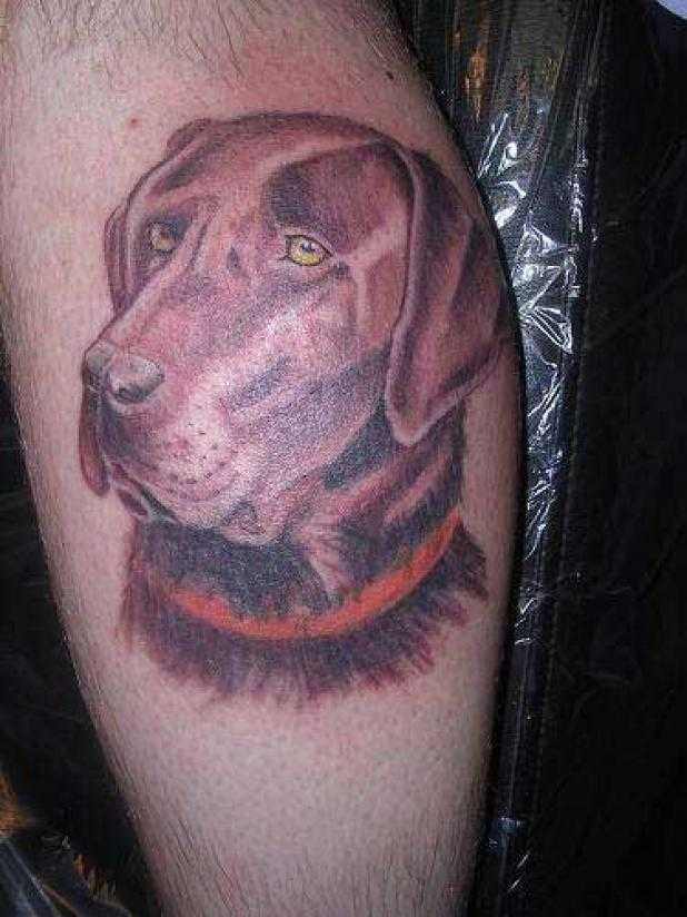 собака тату